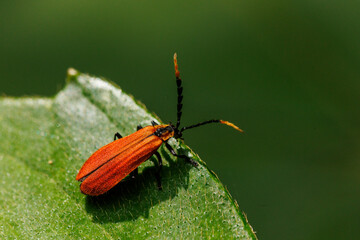 Insecto, escarabajo soldado de color naranja brillante posado sobre una hoja verde en El Retiro, Antioquia, Colombia. Macro, detalle de la fauna tropical con alto contraste.