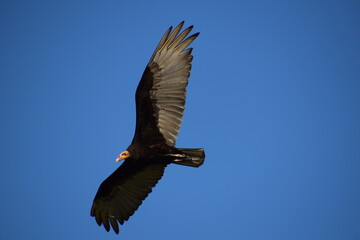 cathartes burrovianus vulture flying in the blue sky