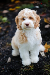 Portrait of a white and brown fluffy doodle puppy sitting on dark ground outside looking up at the camera with light eyes shot from a high point of view