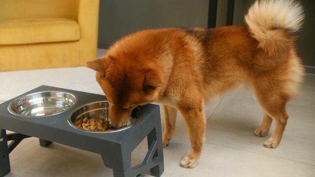 Cute fluffy red shiba inu dog eating healthy dry food from a metal bowl on a stand. Domestic pet nutrition and animal care concept inside a modern home with tiled floors