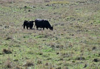 Fototapeta premium Black Cow and Calf