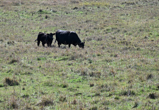 Black Cow and Calf