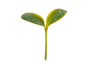 Green seedling plant with dew drops germinating, representing new life, growth, and environmental care on transparent background