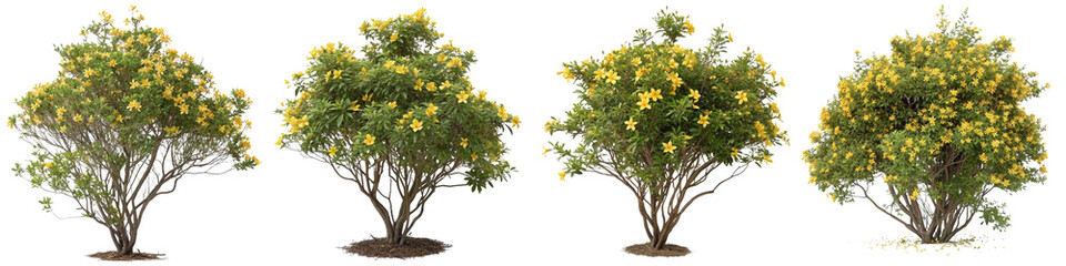 Isolated yellow azalea shrubs set on transparent background for architectural and landscape illustration
