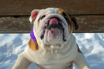 Portrait of a funny English bulldog in the winter season.