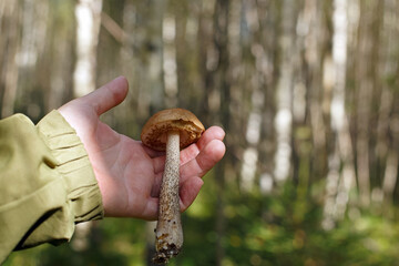 An edible mushroom in the hands of a woman. Birch mushroom.