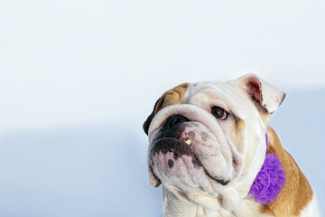 Portrait of a cute English bulldog with a festive bow. Pets.