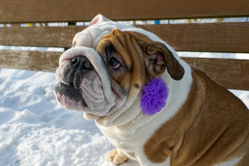 Funny English bulldog in a winter park, sitting on a bench.