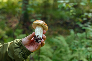 The boletus. An edible white mushroom in the hands of a woman.