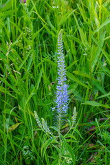 Veronica longleaf. Blue wildflower close-up. Beauty is in nature.