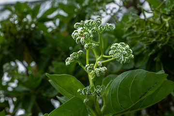 Flowers of Velvetleaf Tree (Heliotropium arboreum) on Big Island, HI