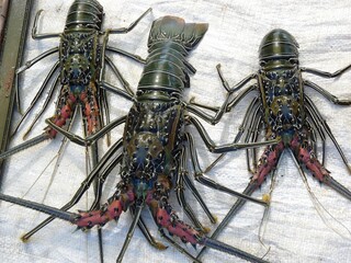 Cooked red crayfish or lobster on a wooden board ready to be served as fresh gourmet seafood