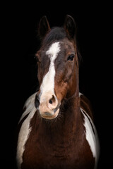 Fototapeta premium Close-up of a brown and white Pinto horse on black background