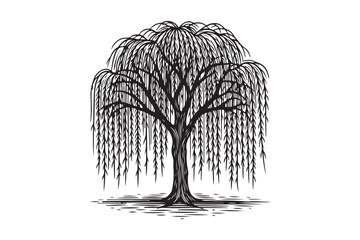 Detailed black and white illustration of a weeping willow tree © Sadek