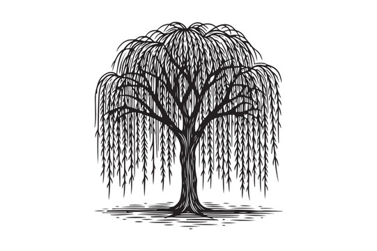 Detailed black and white illustration of a weeping willow tree