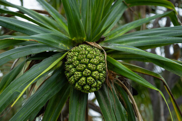 Fototapeta premium Fruits of Thatch Screwpine (Pandanus tectorius) Tree on Big Island, HI