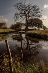 Obraz premium Ceiba seca (Ceiba pentandra) solitaria reflejada en un estanque junto a una cerca de madera, en la costa de Río Cedro, Córdoba, Colombia. Paisaje rural con misticismo al atardecer.