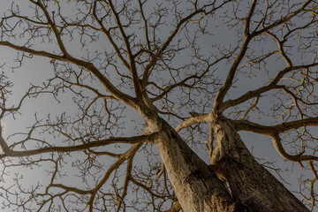 Perspectiva contrapicada de la Ceiba seca (Ceiba pentandra) y sus ramas desnudas contra el cielo de Río Cedro, Córdoba, Colombia. Textura del tronco, resistencia y arte natural.
