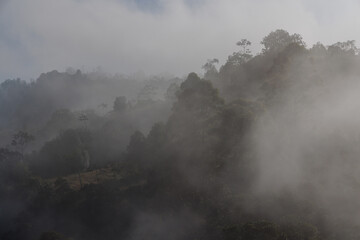Cielo, montaña y bosque de niebla tropical con árboles y vegetación exuberante, capturado en La...