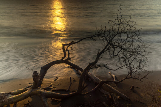 Rama de &aacute;rbol sin hojas a la deriva en la costa, con reflejos dorados del sol en el mar en R&iacute;o Cedro, C&oacute;rdoba, Colombia. Atm&oacute;sfera dram&aacute;tica de atardecer y misticismo costero.