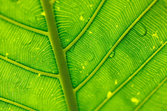 Hoja verde tropical con gotas de roc&iacute;o y patrones de nervaduras en detalle macro, capturado a contraluz en Venecia, Antioquia, Colombia. Textura, frescura y vida en la naturaleza.