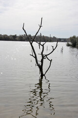 Silent Guard over a small Lake