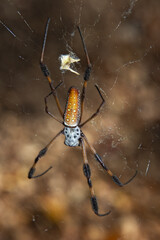 Waiting for Paitence to Payoff