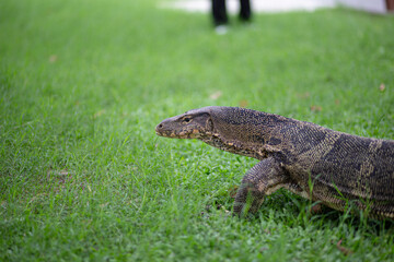 Giant Monitor Lizard on a green grass ground in Bangkok, Thailand