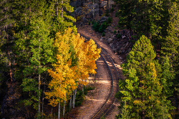 Obraz premium A patch of trees with yellow and orange fall foliage colors among green pine trees, along a historic railway track in the Colorado Rocky Mountains.