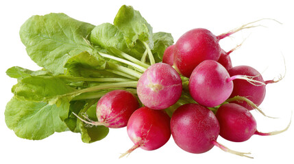 bunch of radishes on white background 