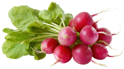 bunch of radishes on white background 