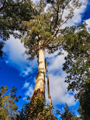 Magnificent white gum (eucalyptus viminalis) in a forest in northern Tasmania, Australia, close to Launceston
