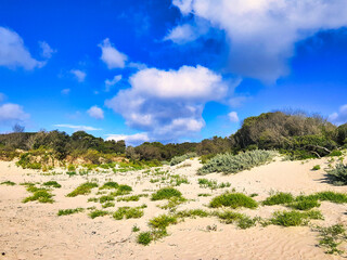Dune landscape with salt resistant plants at Green Beach, Narawntapu National Park, Tasmania, Australia

