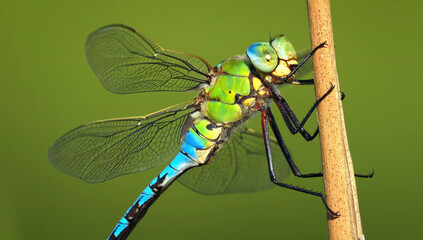 Close-up of a Green and Blue Dragonfly on a Stem insect