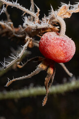 Macro photograph of a frozen rose hip covered with dense frost crystals. The detailed texture of the ice and dry sepals highlights the beauty of wild winter nature.