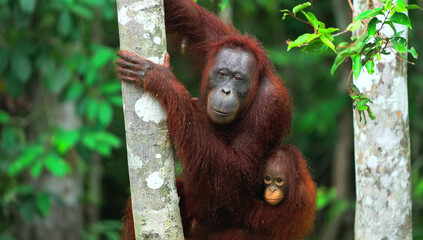 Mother Orangutan and Baby Clinging to Tree Trunk infant © Sahtaj Chowdhury
