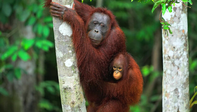 Mother orangutan holding baby orangutan while climbing tree