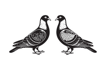 Two black and white pigeons facing each other