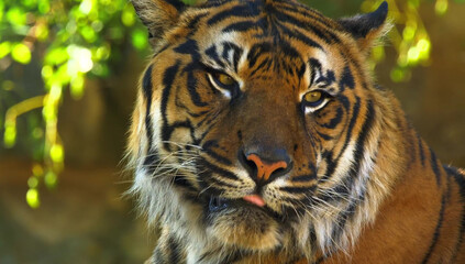 Sumatran tiger with tongue sticking out in close up