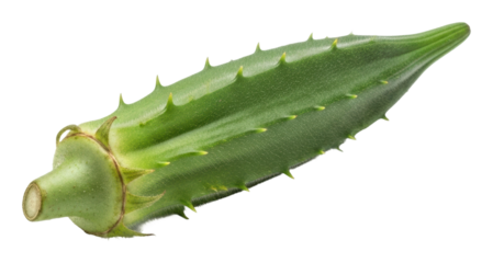 Cactus plant growth stages desert environment view nature isolated on transparent background