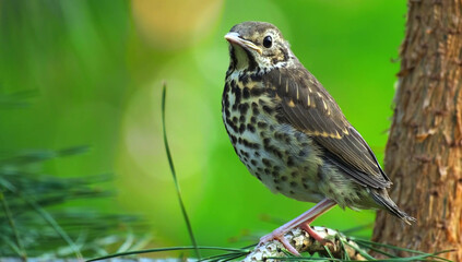 Young Songbird Perched on a Branch with Greenery young bird