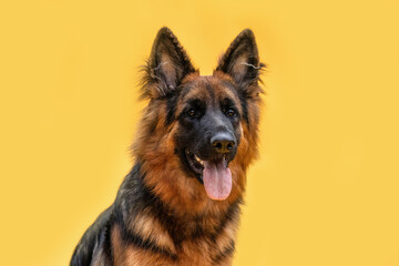 Longhaired Old German Shepherd with tan black coat posing against yellow background