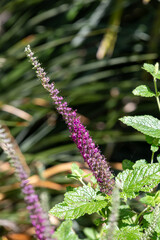 Close up of a Caucasian germander (teucrium hircanicum) flower in bloom