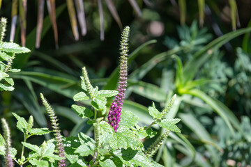 Close up of a Caucasian germander (teucrium hircanicum) flower in bloom