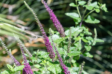 Caucasian germander (teucrium hircanicum) flowers in bloom