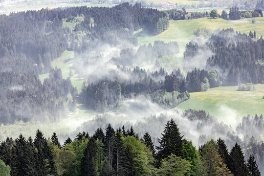 cloud_forest