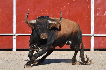 toro bravo español marron y español