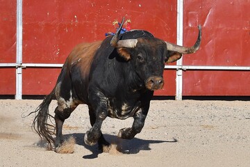 toro bravo español marron y español