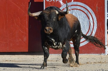 toro bravo español marron y español