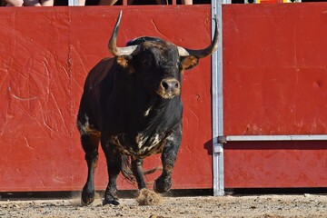 toro bravo español marron y español